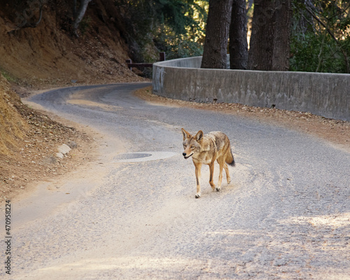 Fotografia, Obraz A lone Coyote (Canis latrans) walks along a Franklin Canyon road in Beverly Hills, CA