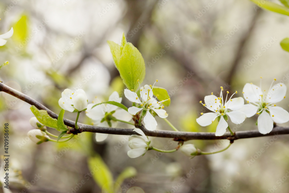 Defocused floral background with cherry blossoms on green leaves