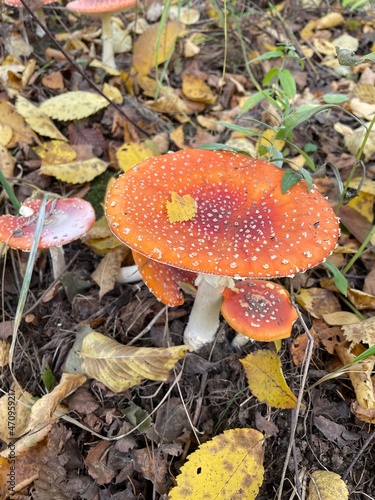 Close-Up Of Red Fly Agaric Mushroom On the ground in the forrest