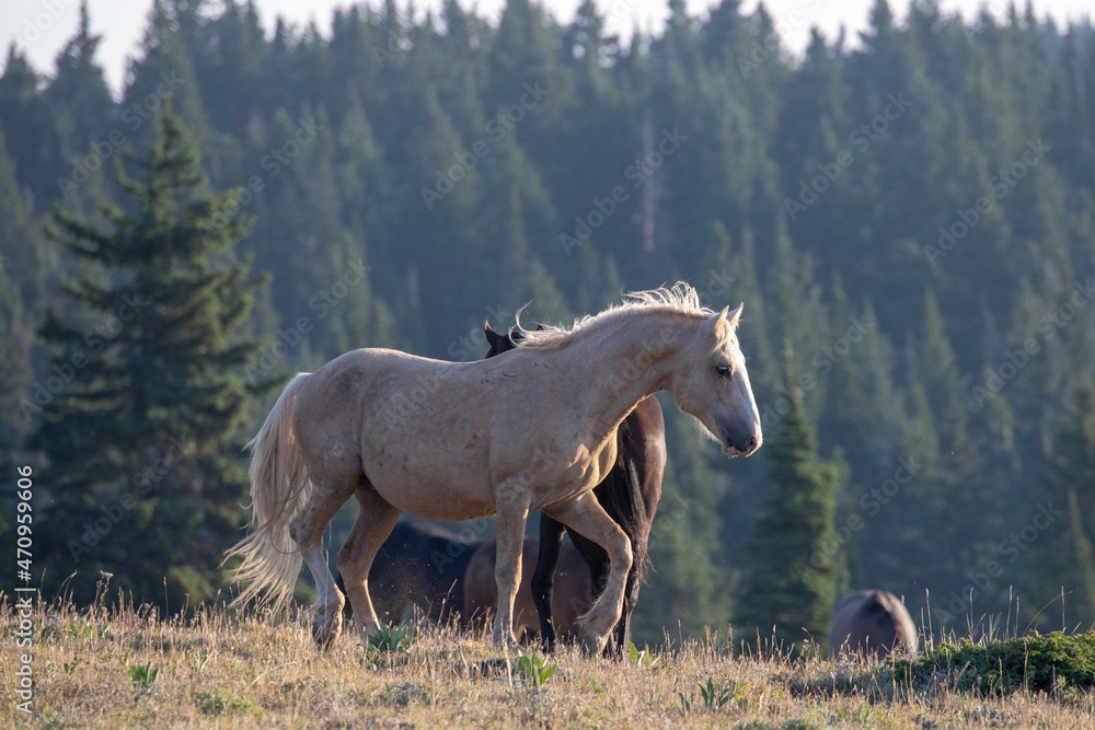 Wild Horse Mustang Palomino Stallion prancing and posturing before fighting in the western United States Wild Horse Mustang Palomino Stallion prancing and posturing before fighting in the western United States