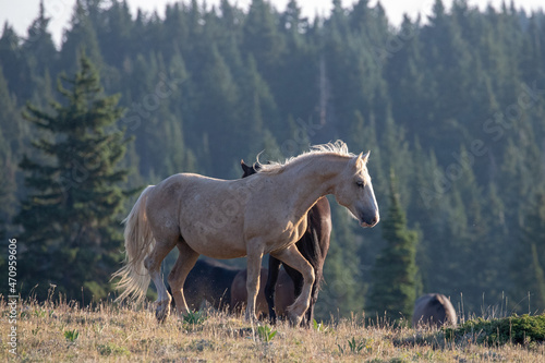 Wild Horse Mustang Palomino Stallion prancing and posturing before fighting in the western United States