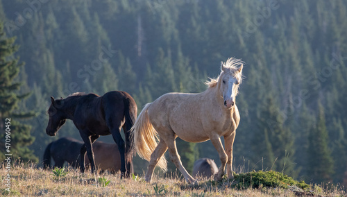 Wild Horse Mustang Palomino Stallion posturing and prancing during golden hour before fighting in North America