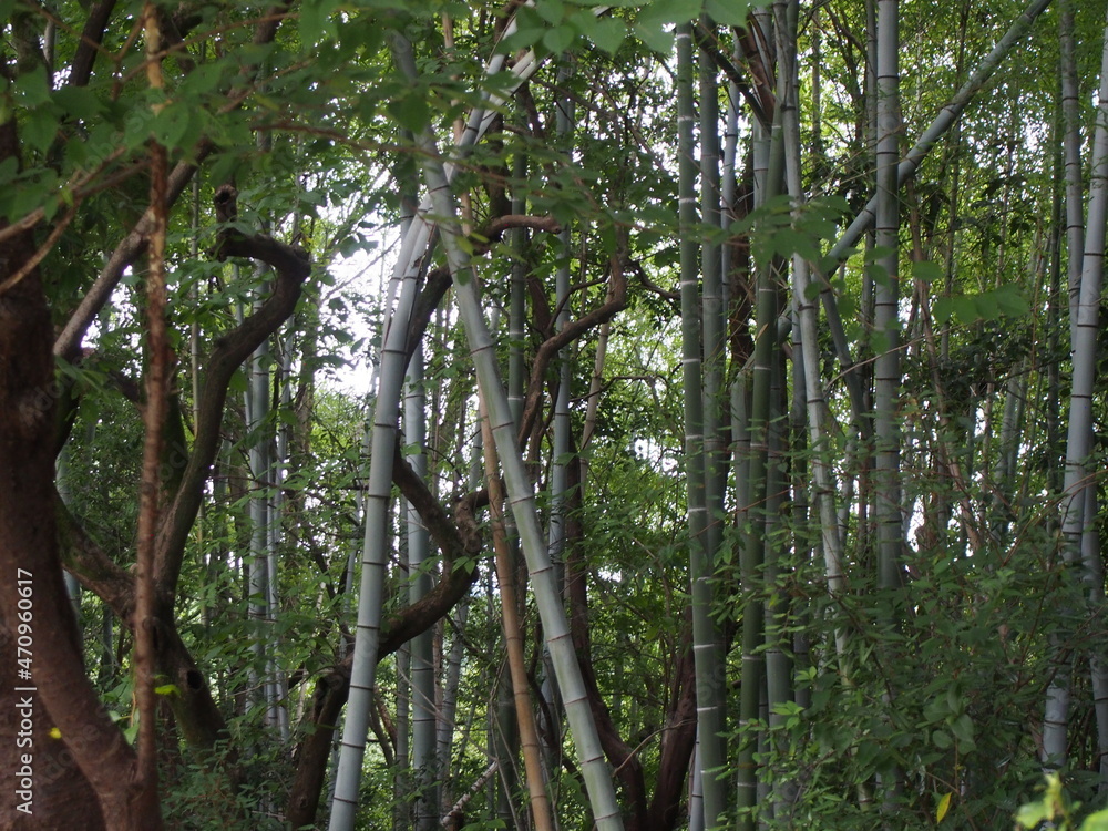 Naklejka premium 竹林