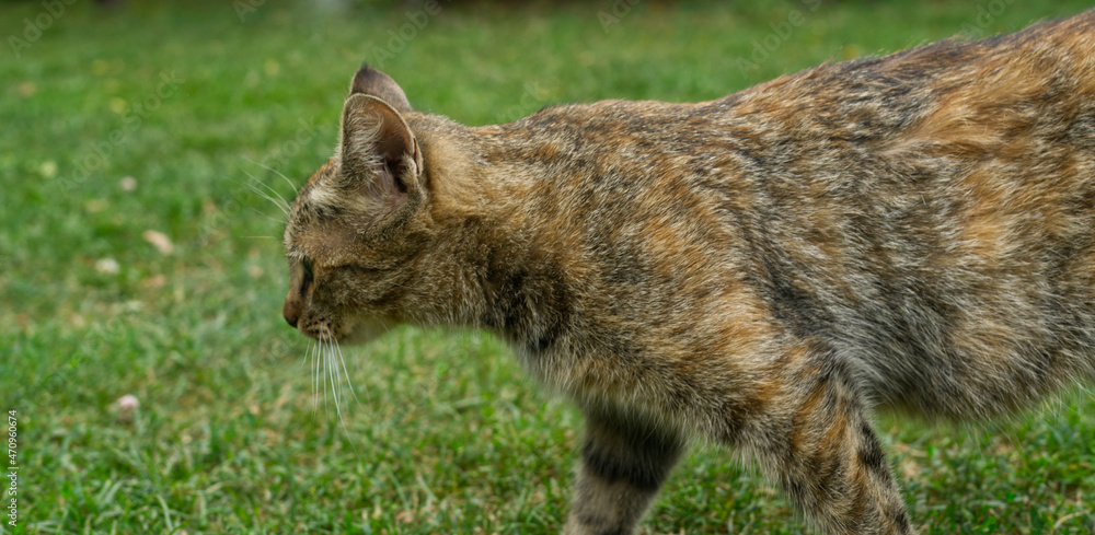 Obraz premium A cat sneaks around the yard. Side view. The head and half of the torso are visible.