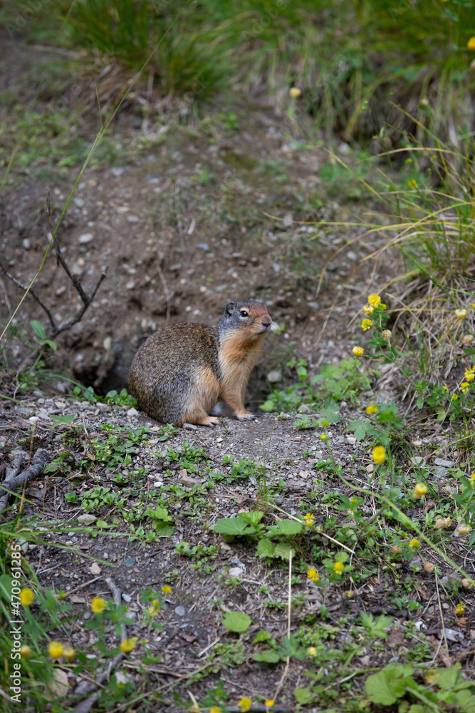 Ground Squirrel The ground squirrels are members of the squirrel family