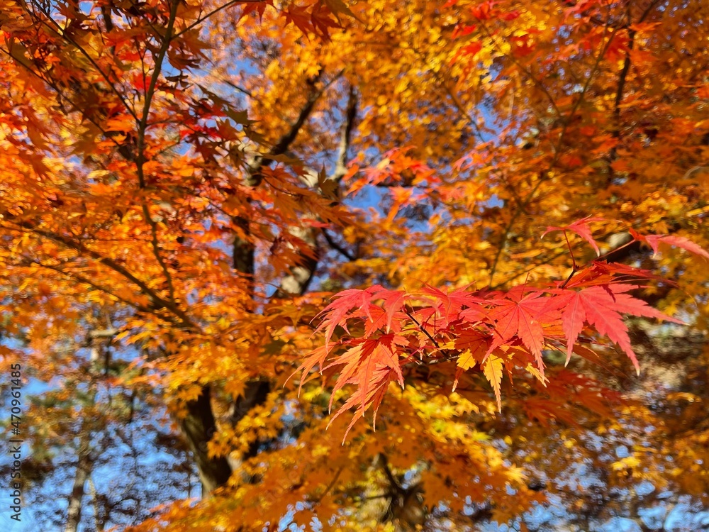 Fototapeta premium leaves