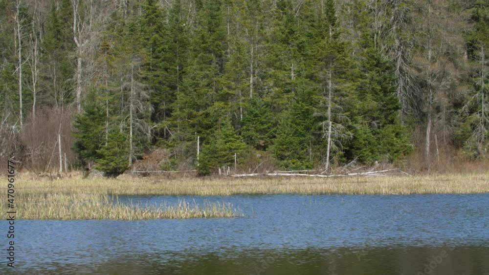 Wetlands with trees, marsh, grasses and water. Northern Ontario. Wetlands with trees, marsh, grasses and water. Northern Ontario.