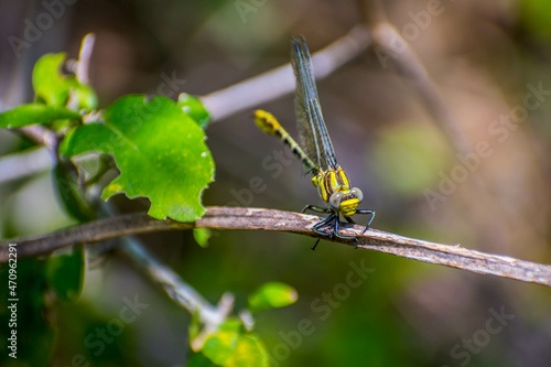 A Southern Hawker Dragonfly in Frontera Audubon Society, Texas © Cavan