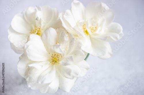 Blooming white rose flowers in bouquet