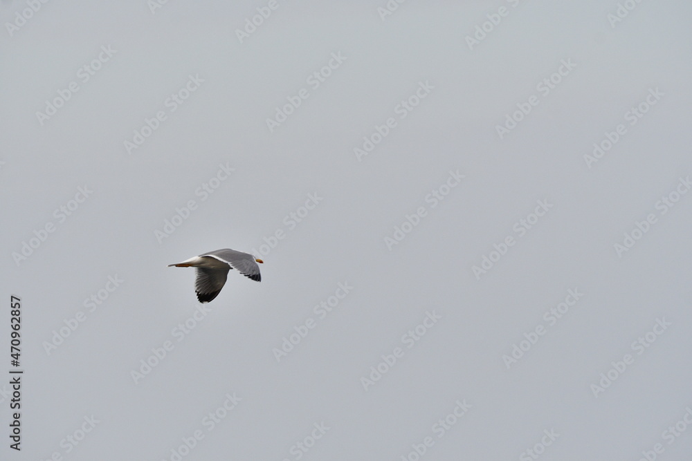 GAVIOTA PATIAMARILLA EN LA COSTA NORTE DE LA ISLA DE TENERIFE