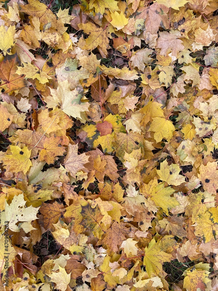 Autumn background with multicolored maple leaves on the ground Autumn background with multicolored maple leaves on the ground