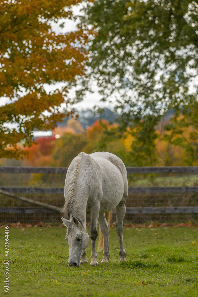 over weight grey horse grazing on green grass in small paddock on hobby farm or boarding stable with fall colors in background vertical format room for type or masthead horse health nutrition over weight grey horse grazing on green grass in small paddock on hobby farm or boarding stable with fall colors in background vertical format room for type or masthead horse health nutrition