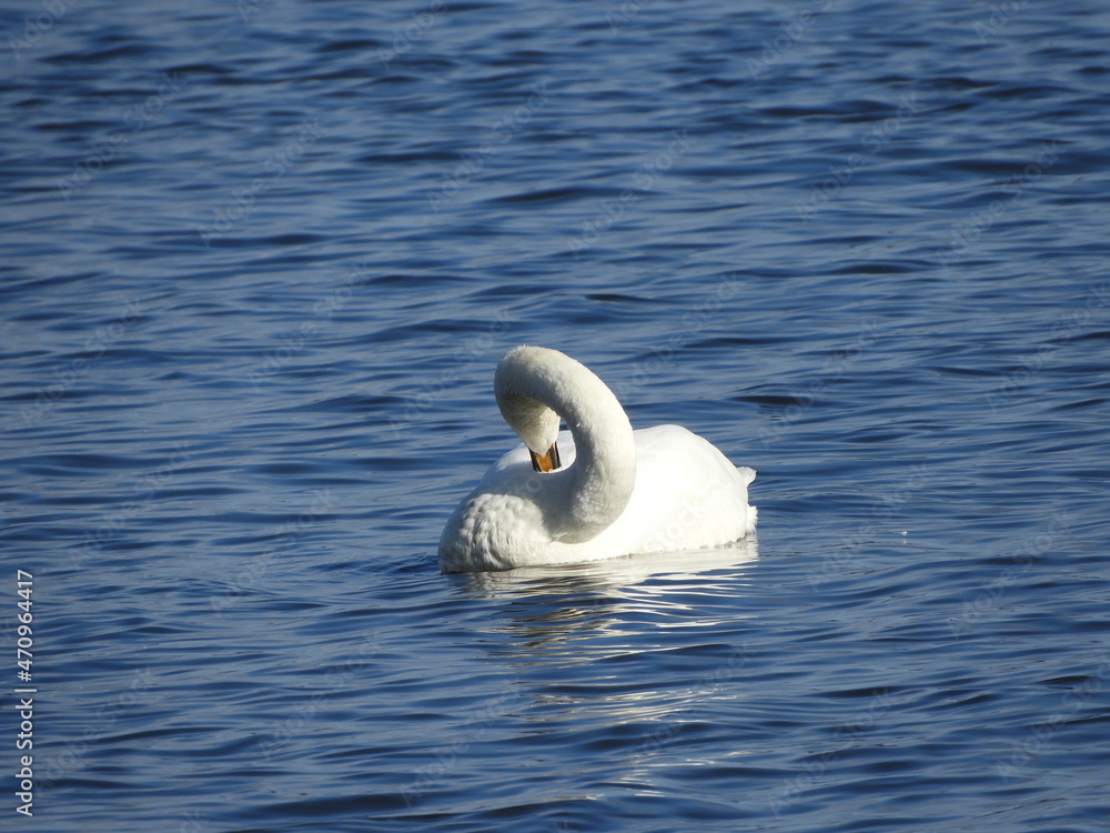 Obraz premium 白鳥