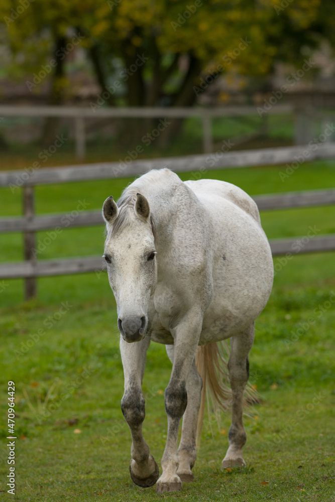 fat pregnant grey mare or mother horse with large belly very pregnant