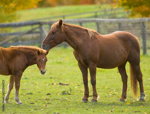 pony mare and foal chestnut pony mother horse with chestnut baby horse in paddock on small hobby farm mother or mare nuzzling baby or filly or colt horizontal format room for type