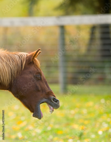 Foto horse coughing or choking with mouth open teeth and gums visible chestnut horse