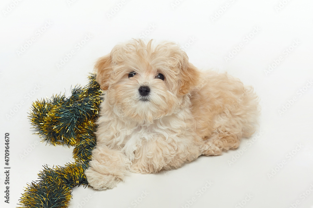 young brown puppy lies with a Christmas decoration in the form of a Christmas tree branch