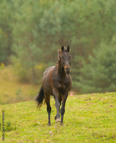 bay colored horse free running in green pasture field healthy horse with ears forward running towards the camera with no tack vertical format with room for type or masthead green trees in background 