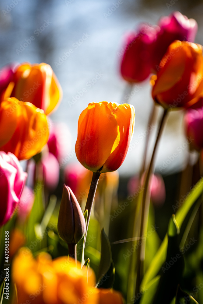 Obraz premium tulips in washington