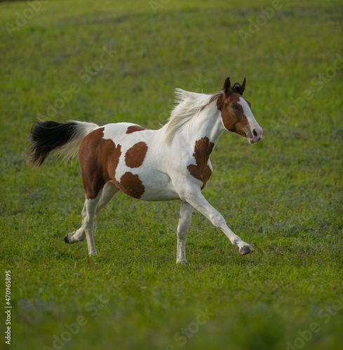 brown and white pinto colored warmblood horse free running in a field of green grass with spring summer and fall colours in background horse in middle of canter stride with brown face and white mane 