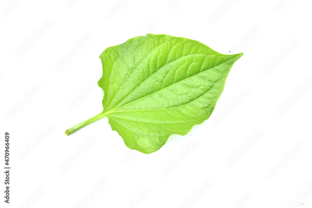 Fototapeta premium green leaf isolated on white