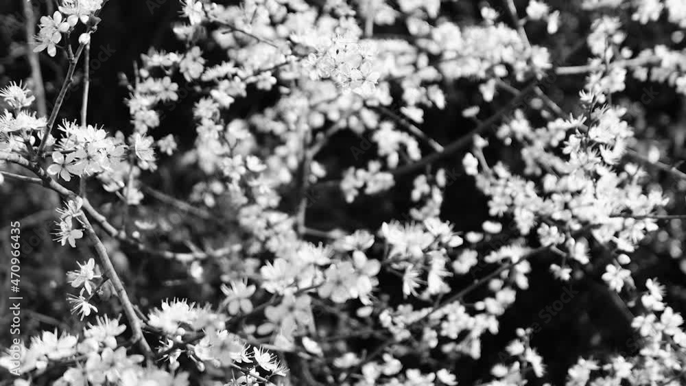 Cherry blossom fruit tree in spring in the south of France, flowers on branches. Blossom tree, summer cherry, black and white Cherry blossom fruit tree in spring in the south of France, flowers on branches. Blossom tree, summer cherry, black and white