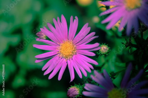 close up of pink daisy