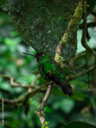 Colibri © Diego