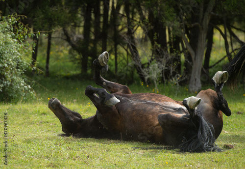 horse rolling in grass with all four feet in the air horse with shoes on rolling to scratch back or signs of pain with colic horizontal format room for type trees in background horse health  photo