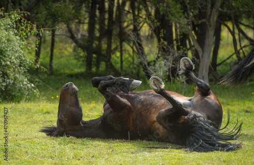 horse rolling in grass with all four feet in the air horse with shoes on rolling to scratch back or signs of pain with colic horizontal format room for type trees in background horse health 