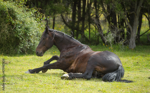 horse lying down in green pasture field trying to get up after rolling possible signs of horse colic horizontal format of horse laying down attempting to stand up bay colored or dark brown horse  photo