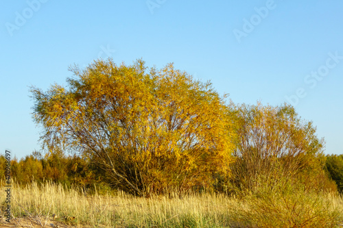 Beautiful autumn landscape for calendar and design