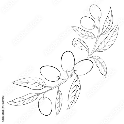 Vector drawing of a frame from olive branches on a black and white background.