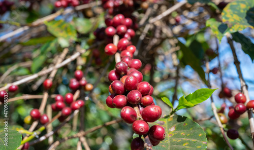 Raw coffee berries on coffee tree branch in coffee plantation in agriculture farm. Coffea tree is a genus of flowering plants whose seeds, called coffee beans, are used to make various beverage.