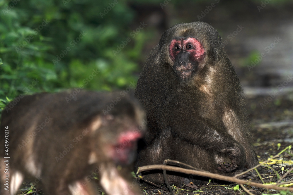 Stump-tailed macaque,
Macaca arctoides, in Kaeng Krachan National Park of Thailand, Unesco world heritage site Stump-tailed macaque,
Macaca arctoides, in Kaeng Krachan National Park of Thailand, Unesco world heritage site