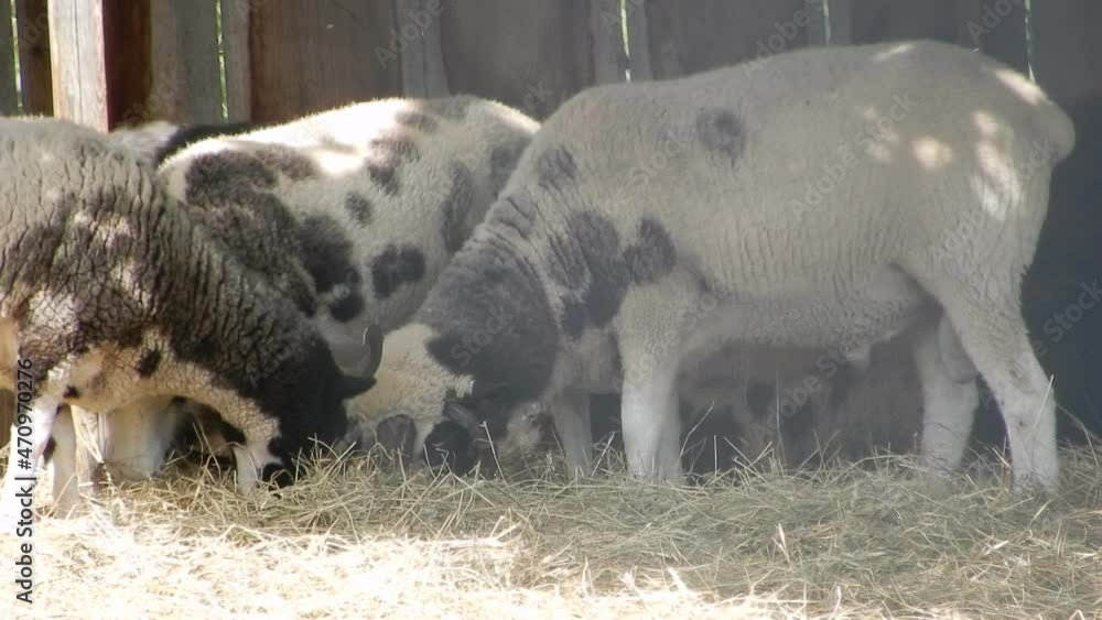 Closeup Sheep And Rams Grazing Hay Eating Food Barnyard Animals Outdoor Petting Zoo Closeup Sheep And Rams Grazing Hay Eating Food Barnyard Animals Outdoor Petting Zoo