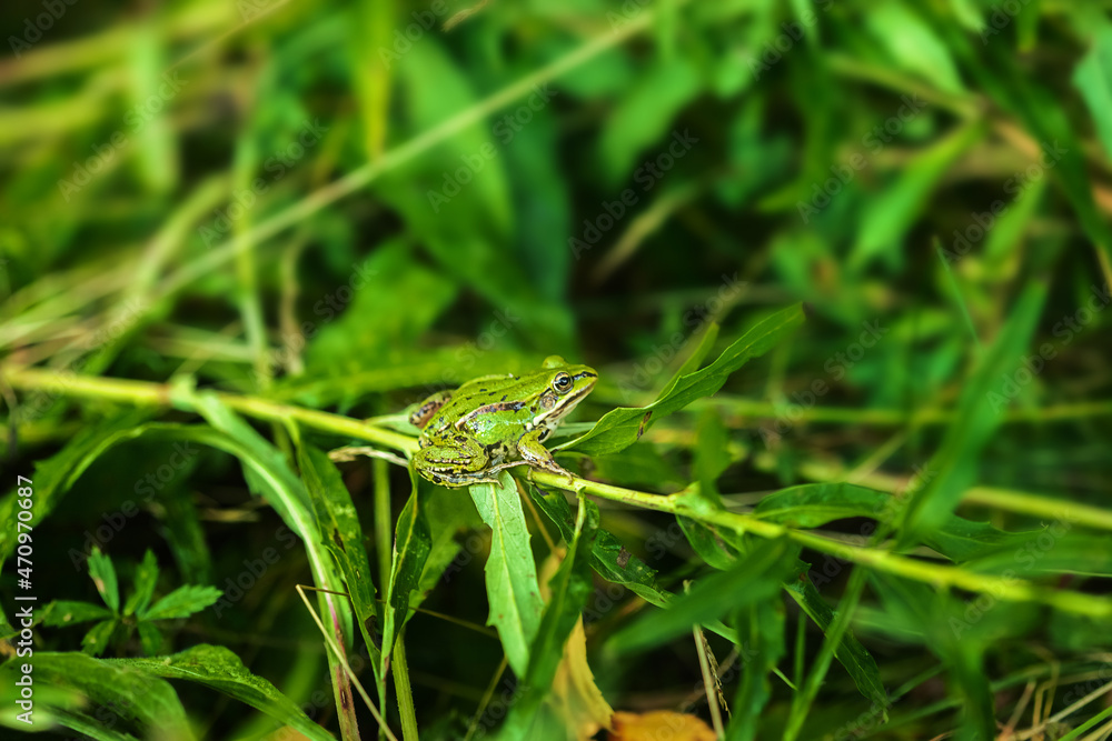 European grass frog sitting on the green grass European grass frog sitting on the green grass