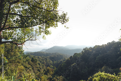 trees and nature in the morning