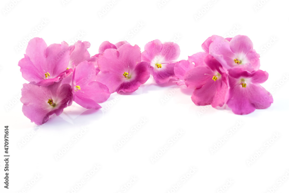 Flower arrangement of light lilac inflorescences of home violets for congratulations, design on a white isolated background. Flower arrangement of light lilac inflorescences of home violets for congratulations, design on a white isolated background.