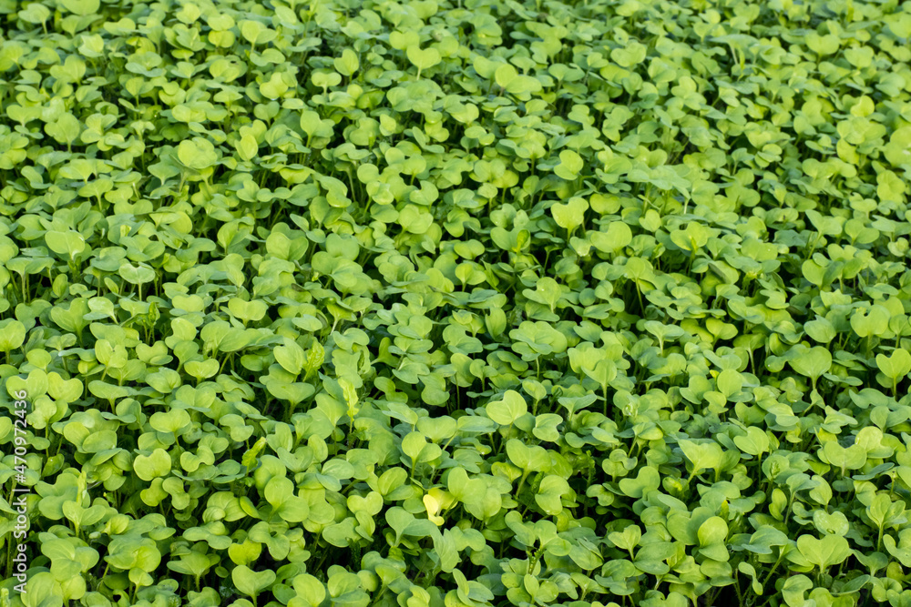 Beautiful green background of mustard shoots, green fertilizer, green manure for the garden