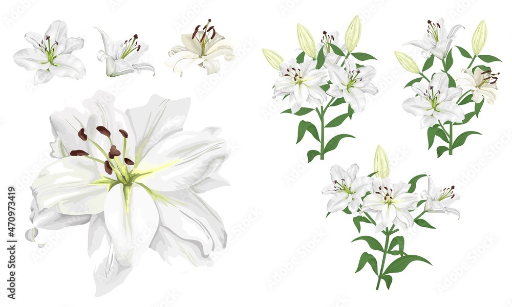 Vector flower set. Royal white lilies, branches with flowers and leaves, buds. Flowers on a white background. - obrazy, fototapety, plakaty 