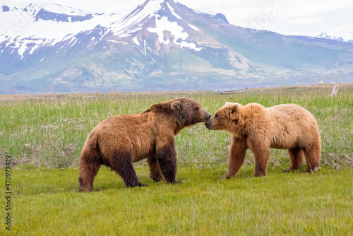 Alaska Peninsula Brown Bears Mating Ritual photo