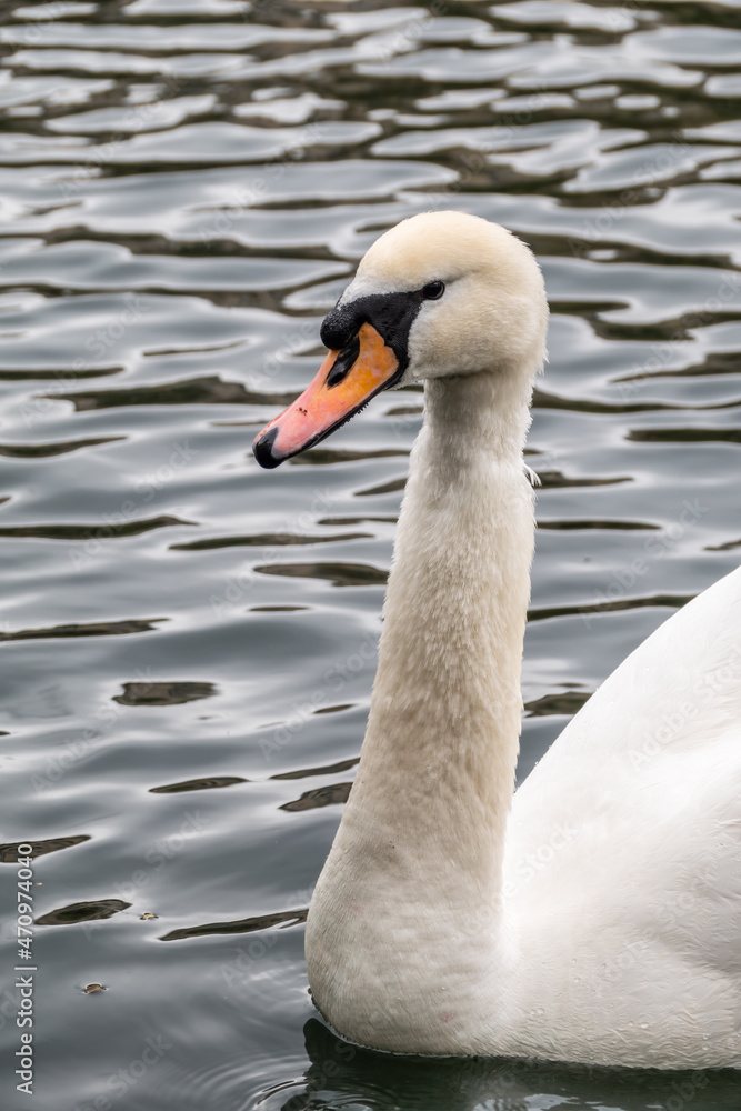 Portrait of a graceful white swan with long neck on dark water background. Portrait of a graceful white swan with long neck on dark water background.
