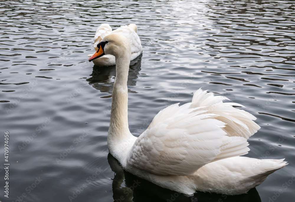 Naklejka premium Two graceful white swans swim in the dark water.