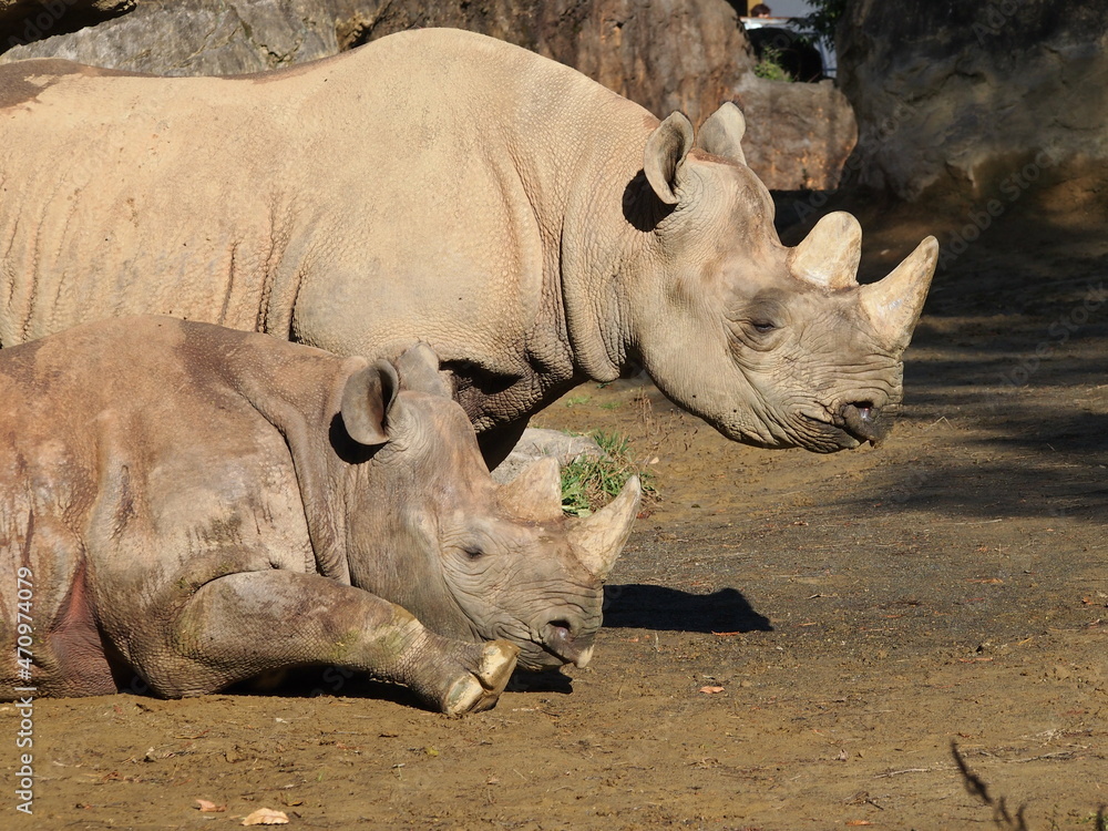 Naklejka premium サイの親子