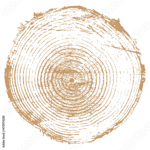 Cross section of tree trunk