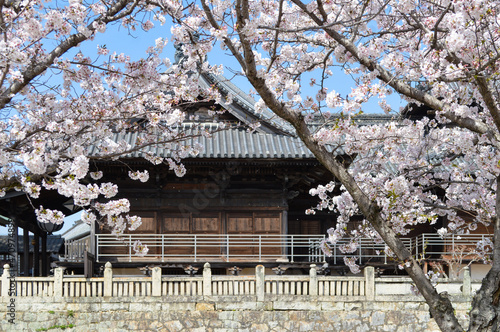 寺院を背に咲く公園の桜 © HoguHozumi