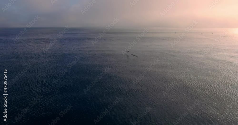 Aerial pelican birds gliding over the ocean water Aerial pelican birds gliding over the ocean water