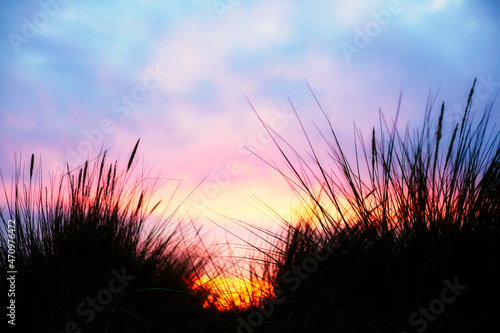 Sunrise over Norfolk dunes with grasses in silhouette 