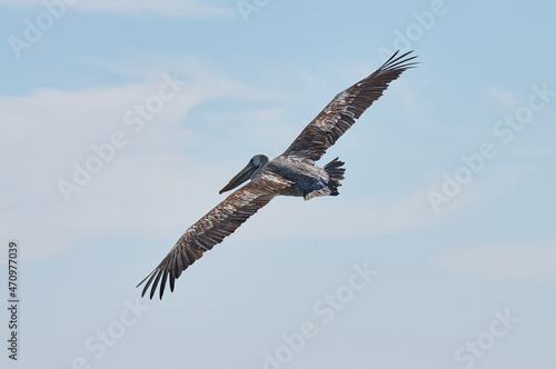 Pelican in flight B